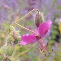 Geranium phaeum 'Breckland Fever'